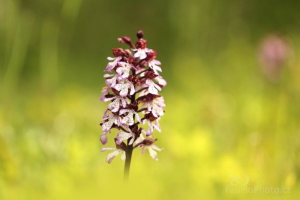 Vstavač nachový od Litoměřic, oblast bohatá na orchideje