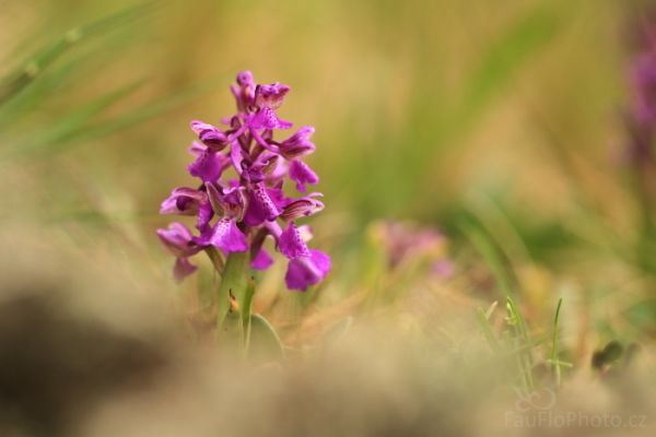Orchidejová sezóna, první kilometry za orchidejemi