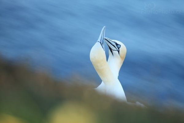 Terej bílý, elegán na ostrově Helgoland