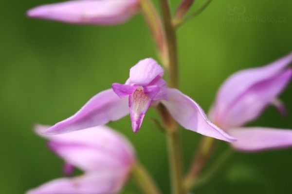 Okrotice červená, orchidej ukrytá v lese