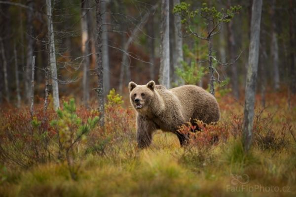 Medvěd hnědý, za medvědy do barevného Finska