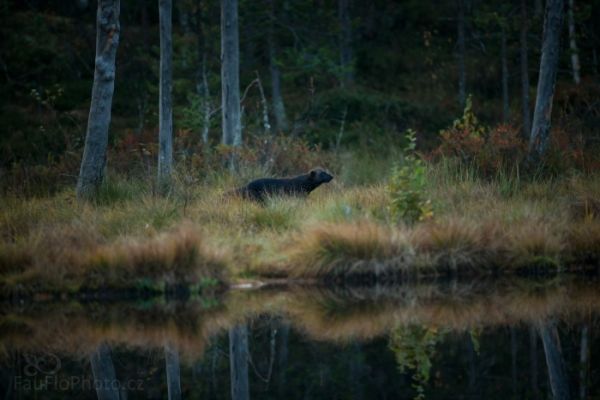 Rosomák sibiřský, duch Skandinávské přírody