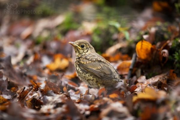 Drozd zpěvný, mládě schoulené v listí za plotem obory