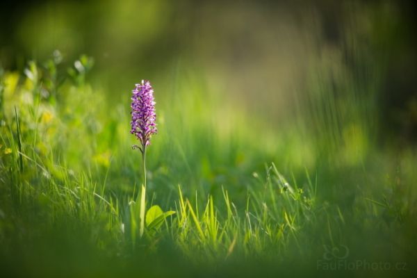 Dva květnové dny u orchidejí v Bílých Karpatech