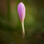IMG_0661.JPG