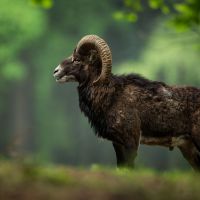Muflon