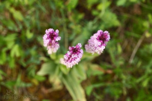 Vstavač osmahlý, orchidejová stráň od chmelnice