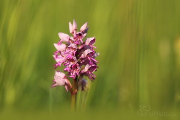 Vstavač vojenský, poprvé u orchidejí v Bílých Karpatech