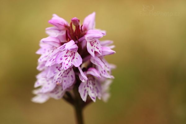 Orchideje na ostrově Runde, prstnatec plamatý