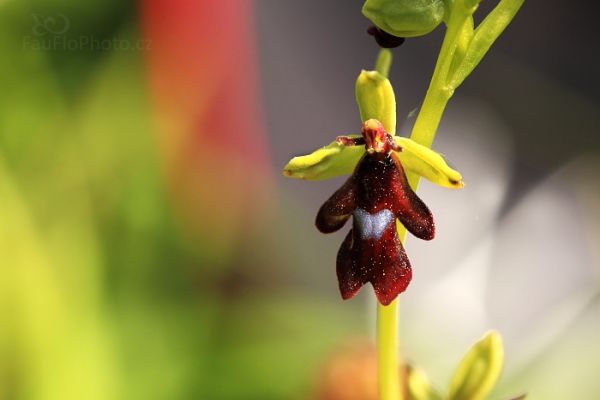 Přejít na detail článku Šumavské orchideje, návrat na Šumavu Šumavské orchideje, návrat na Šumavu