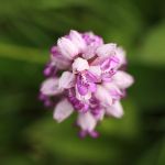 IMG_9848.JPG