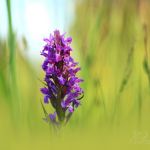 IMG_468811.JPG