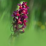 IMG_524611.JPG