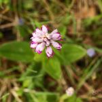 IMG_9854.JPG