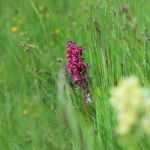 IMG_526011.JPG