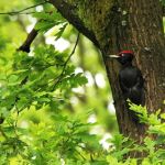 IMG_475211.JPG