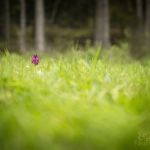 26A8060.JPG