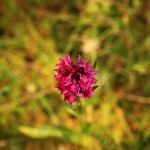 IMG_531111.JPG