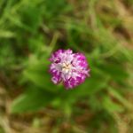IMG_9924.JPG